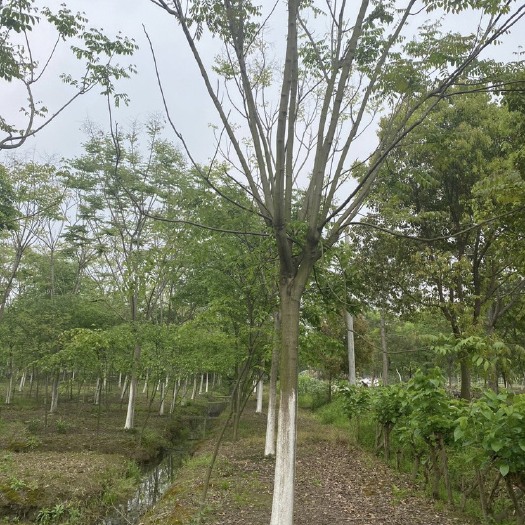 海宁栾树批发采购，15-25公分大量，自家苗圃