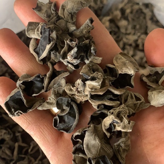 黑木耳东北木耳肉厚木耳干货干木耳