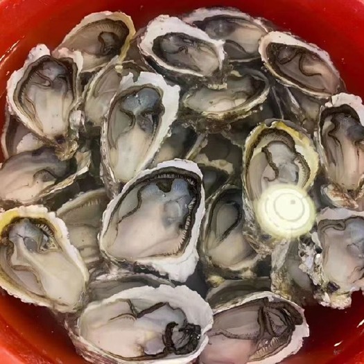饶平县生蚝批发零售