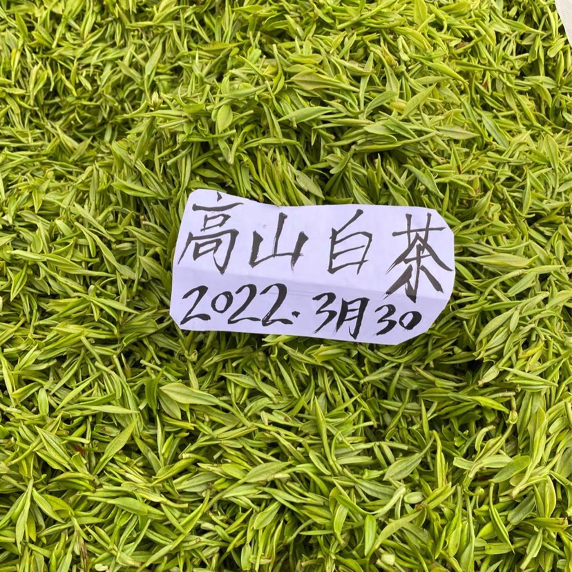 慶元縣正宗明前白茶2022年新茶高山白茶禮盒裝春茶高山綠茶茶葉