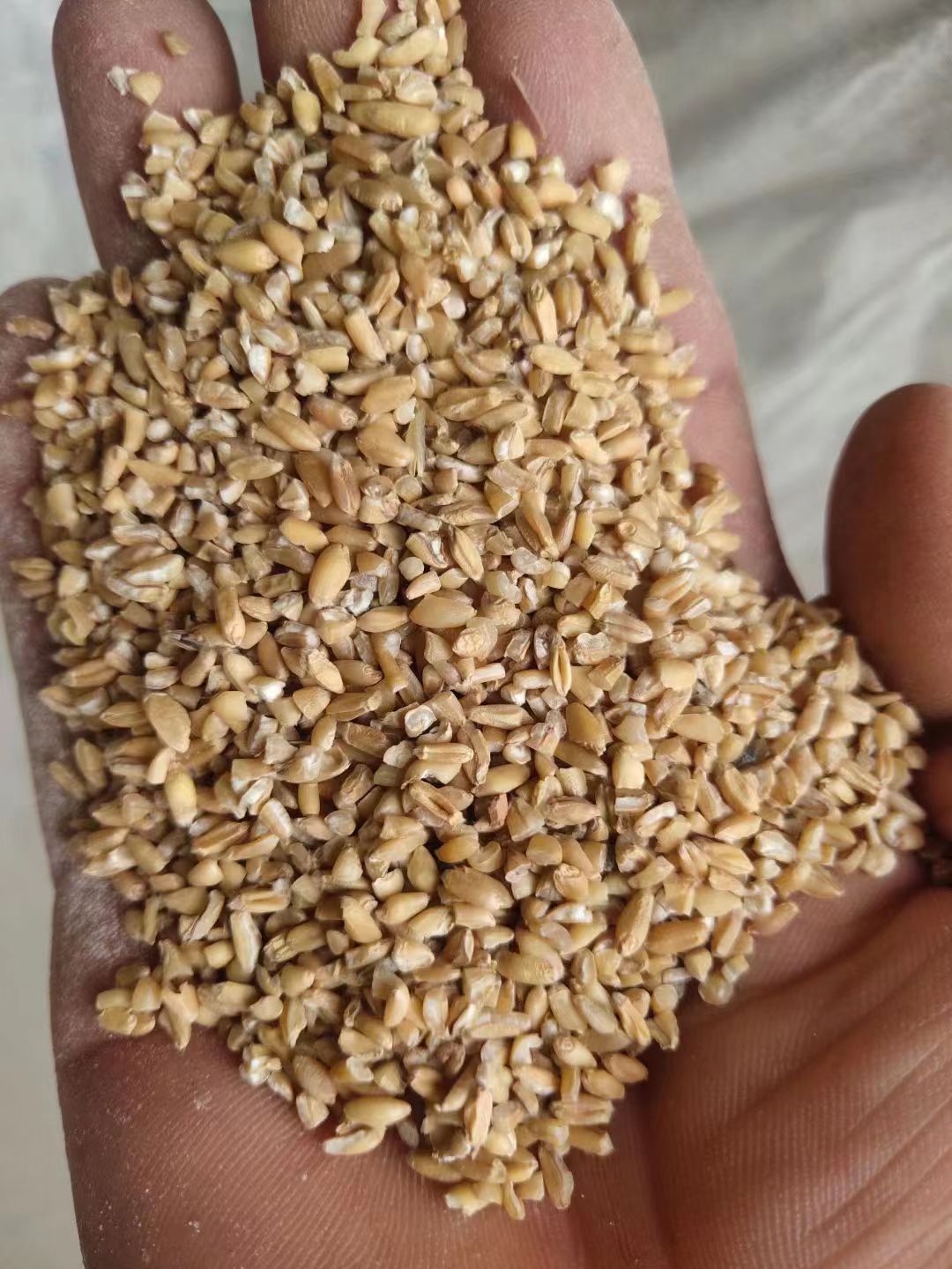 肥东县碎小麦，小麦碎，养殖碎小麦，草籽麦，小麦下脚料