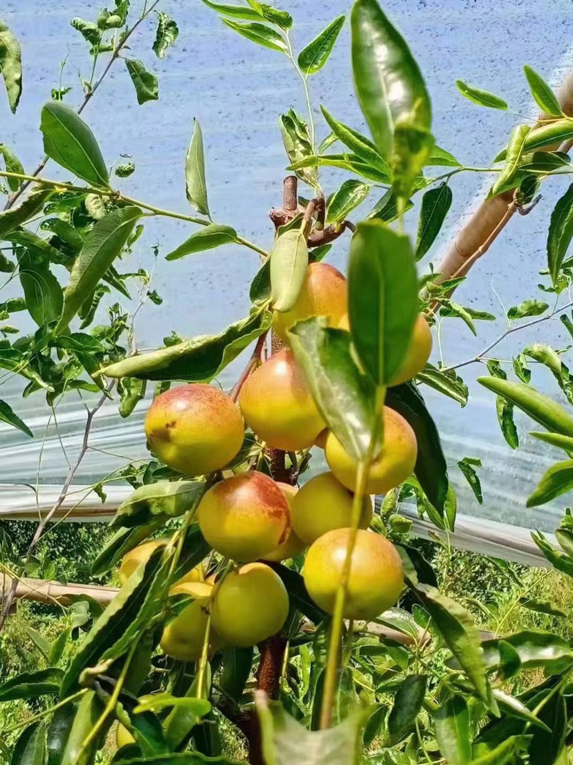 沾化冬枣一代果园现摘现发 上午采摘 下午发货