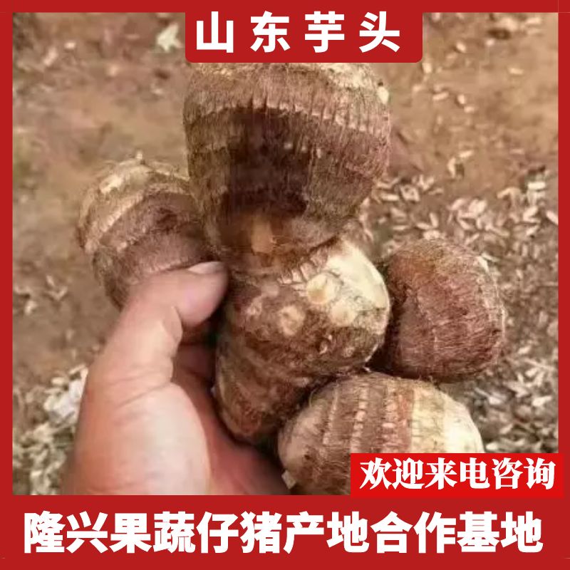 毛芋头，种子8520、豆包大球中球小球二母通货、保质保量
