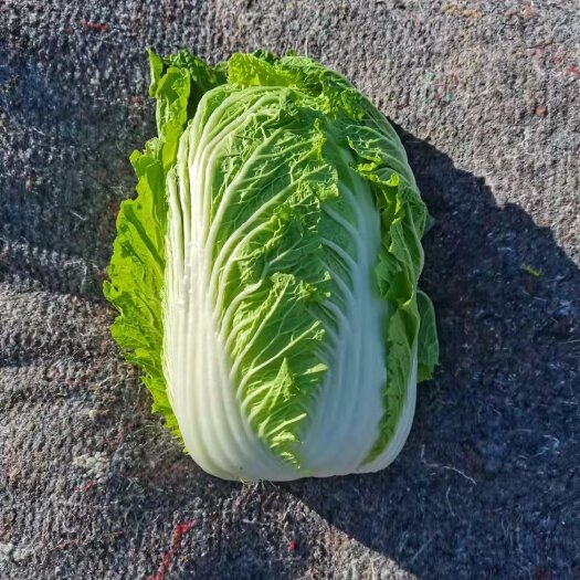 白菜，大白菜，夏阳白菜！优质白菜，黄心大白菜
