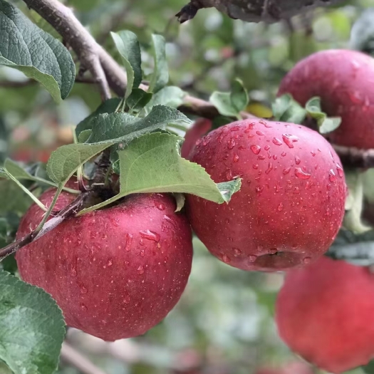 盐源县盐源苹果7月至12月果园现摘，果面红、干净，果肉脆甜不变粉