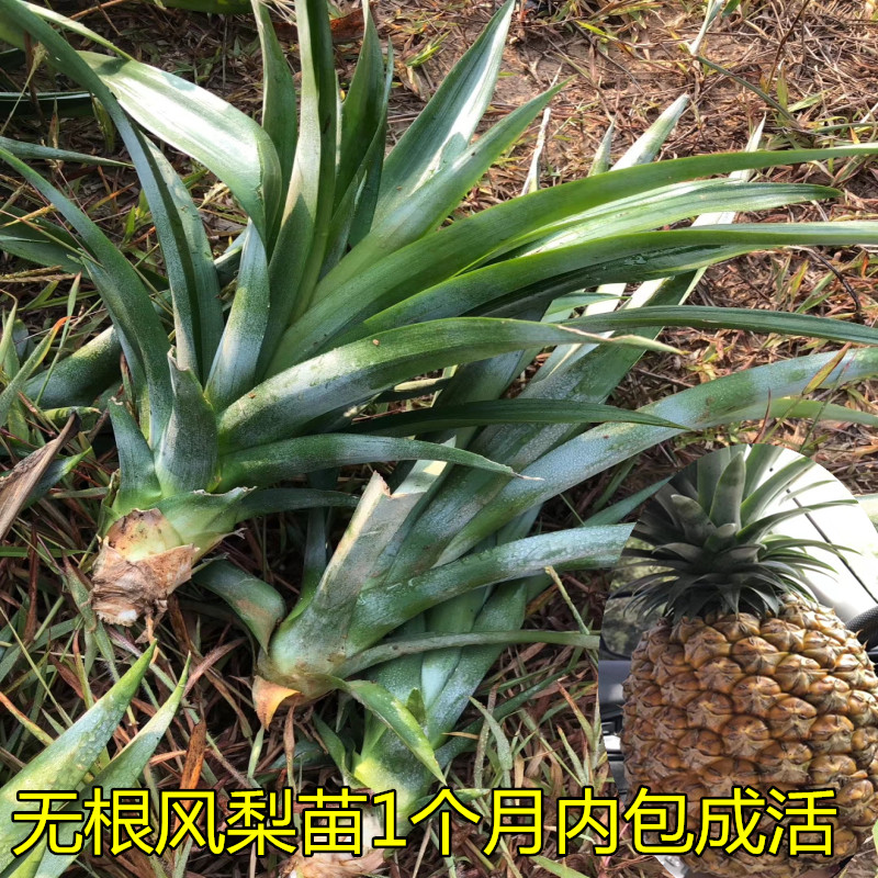 无根凤梨苗金钻凤梨菠萝苗甜蜜蜜纯甜阳台盆栽果树苗包邮