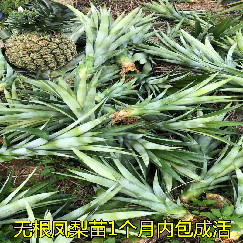 无根凤梨苗金钻凤梨菠萝苗甜蜜蜜纯甜阳台盆栽果树苗包邮