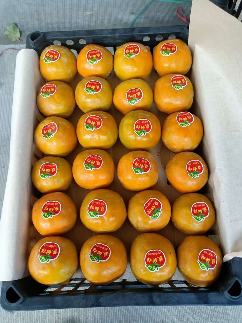 陕西渭南大荔万亩阳丰脆甜柿子大量上市了