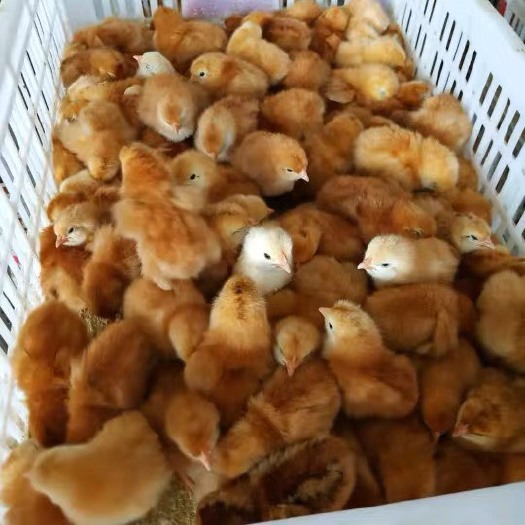沭阳县鸡苗土鸡活苗肉鸡K9草鸡苗麻鸡苗五黑鸡