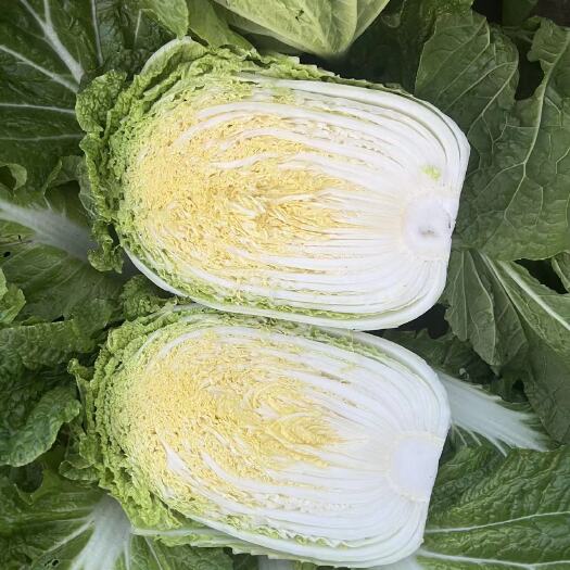 贺兰县精品白菜456