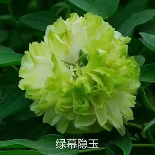 菏泽菏泽舒美牡丹芍药花卉种植基地