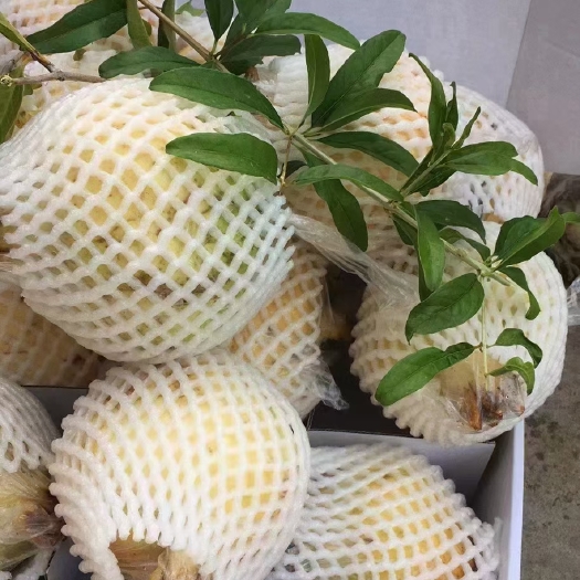 蚌埠安徽怀远白花玉石籽石榴