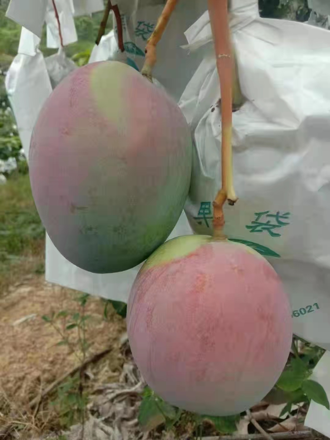 攀枝花攀枝花芒果红贵妃，椰香，攀岩，凯特，金煌，吉禄，新世纪，爱文