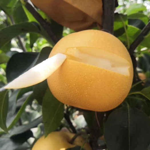 泰安秋月梨树苗 冰糖秋月梨 黄皮白肉 口感香甜国庆中秋节上市
