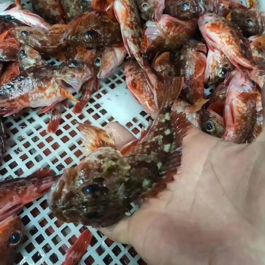 小石翁鱼