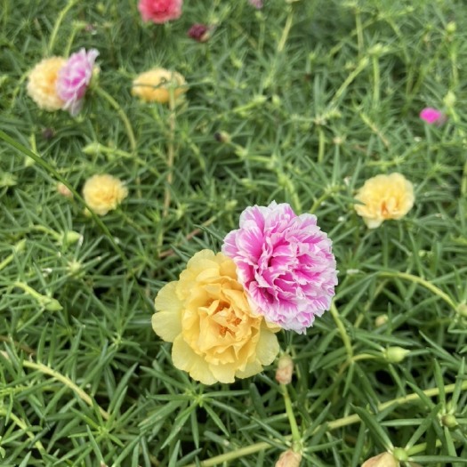 沭阳县重瓣太阳花