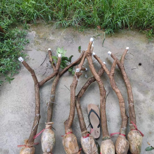 广州增城基村仙进奉荔枝高压苗
