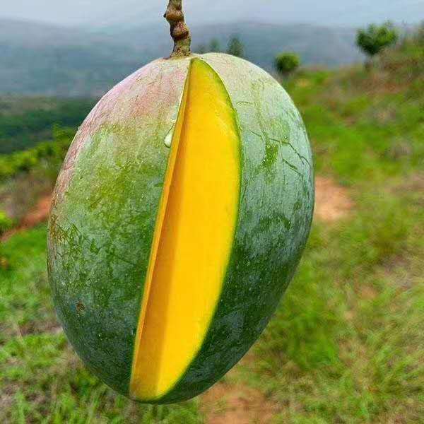 攀枝花金煌凯特芒果整箱批发应季新鲜水果大青芒芒果