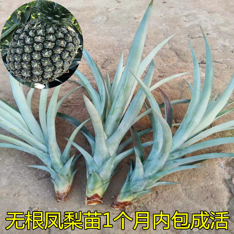 无根凤梨苗金钻凤梨菠萝苗甜蜜蜜纯甜阳台盆栽果树苗包邮