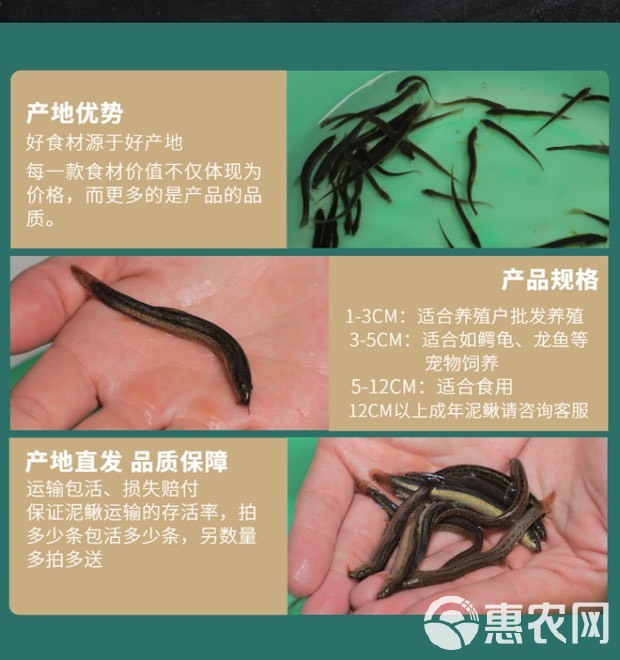 泥鳅苗出售 批发泥鳅苗 小泥鳅苗