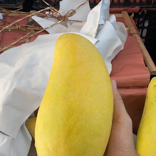 芒果批发全国打货攀枝花凯特芒海南水仙芒越南大青芒直销