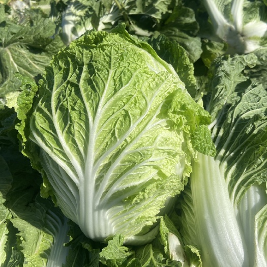 长沙白菜，黄心白菜