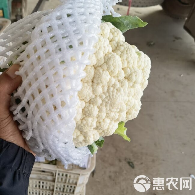 邯郸精品菜花  另有加工厂货价格超低有需要的老板下单