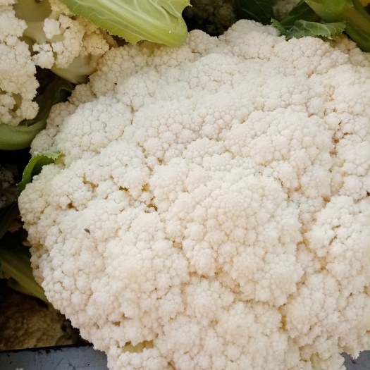 砀山县青梗白面松花菜，