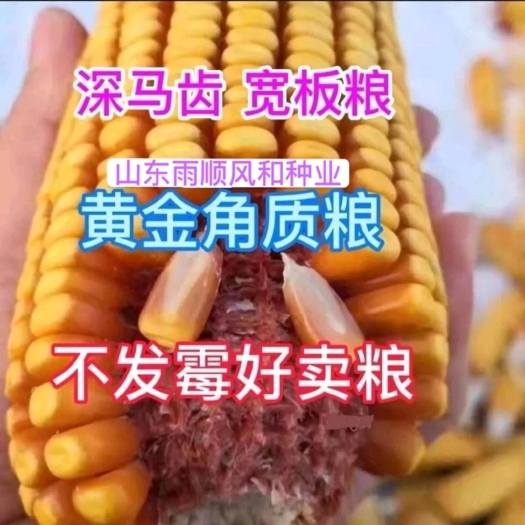 聊城超矮特高抗高产晋单78玉米种子