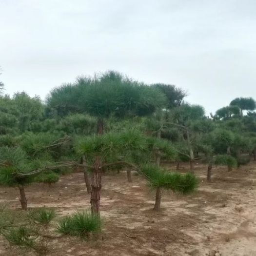 汝南县造型松