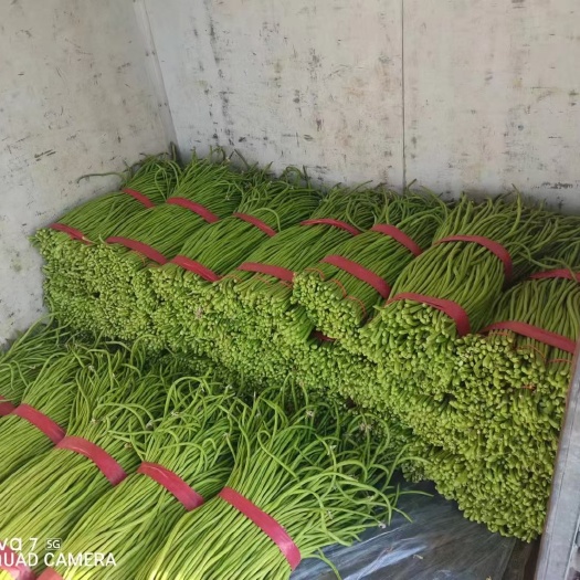 邯郸豇豆，长豆角，60公分左右