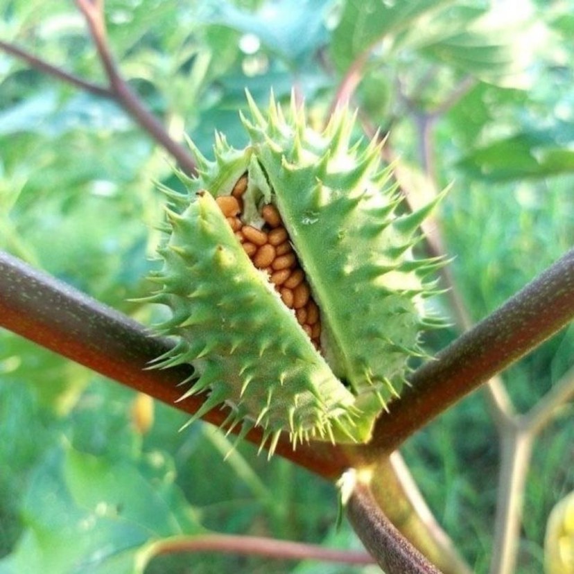 野生曼陀罗