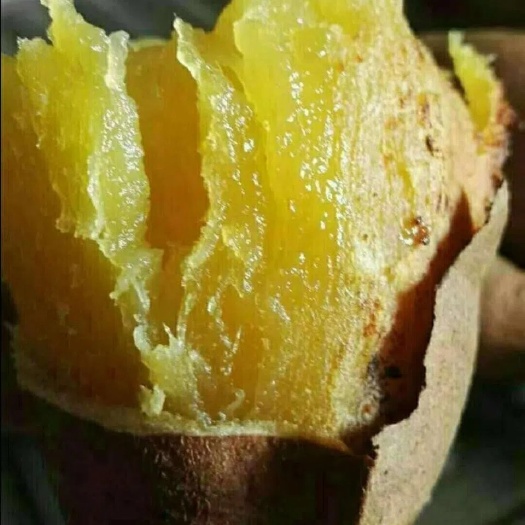 荣成蜂蜜罐地瓜