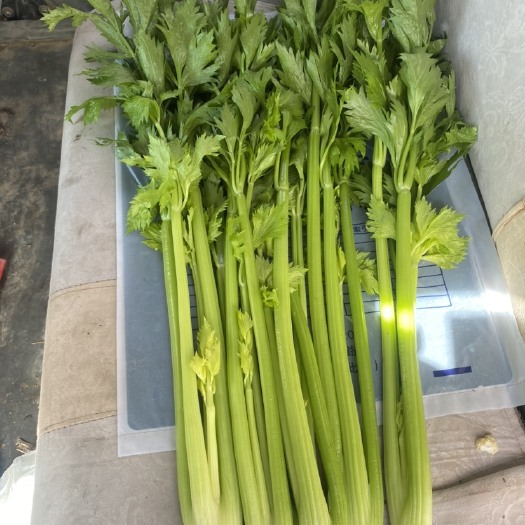 鹿邑县毛芹