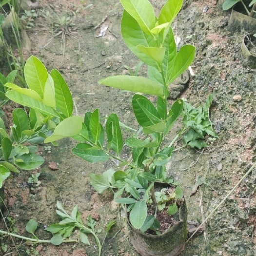 灵山县广东香水柠檬苗