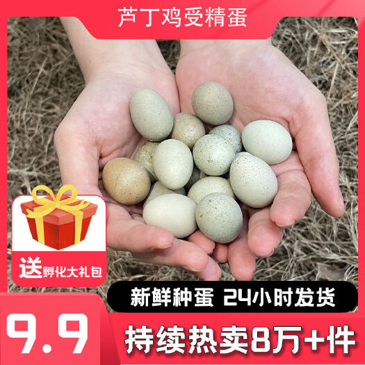商丘芦丁鸡种蛋受精蛋可孵化蛋宠物鸡孵化蛋可孵芦丁鸡活物批发包邮