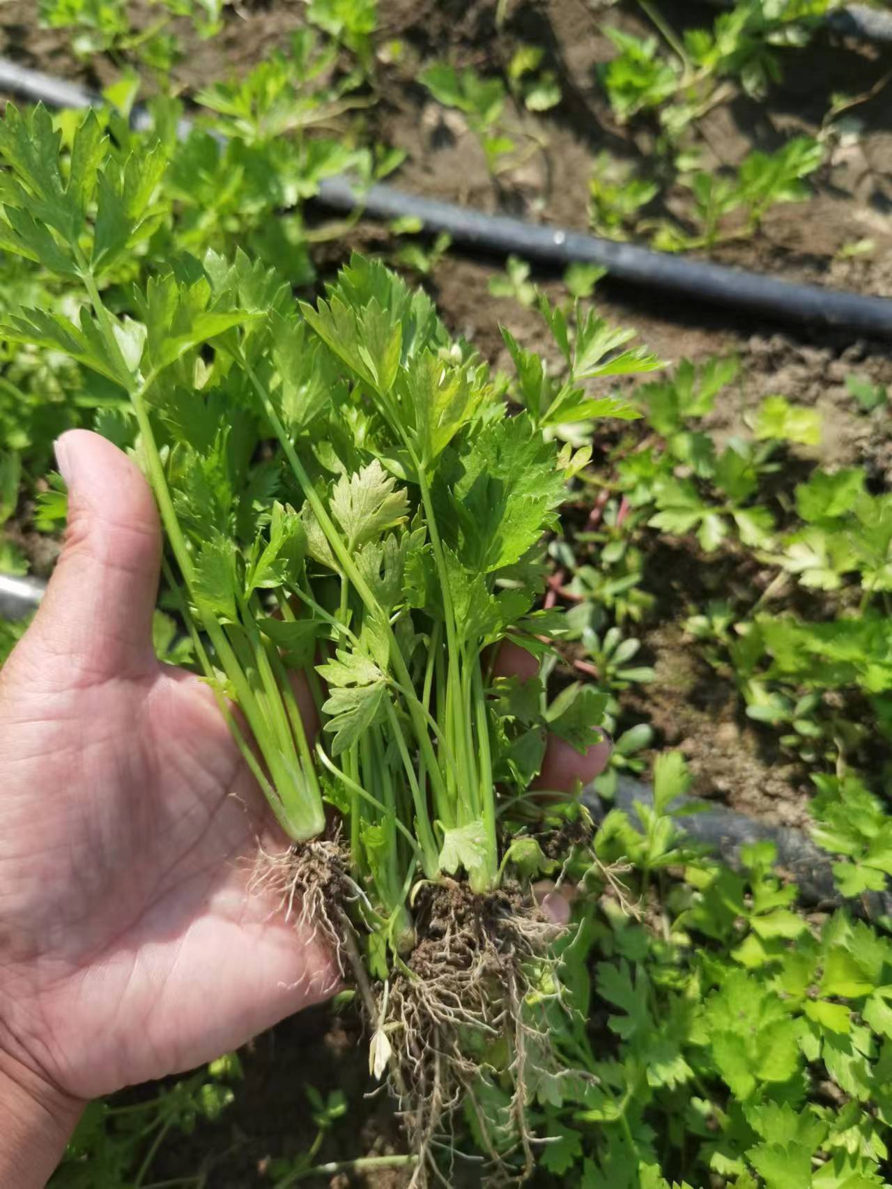 芹菜苗 皇后芹菜苗 穴盘芹菜苗 地拔芹菜苗 美国西芹批发现苗