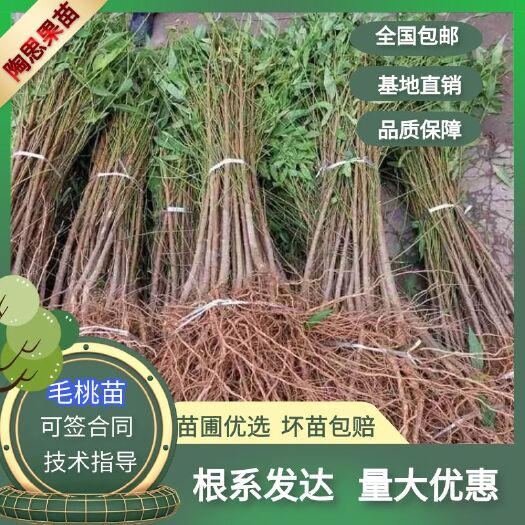 毛桃苗桃树砧木嫁接用毛桃苗五指毛桃苗桃子树砧木嫁接用毛桃苗