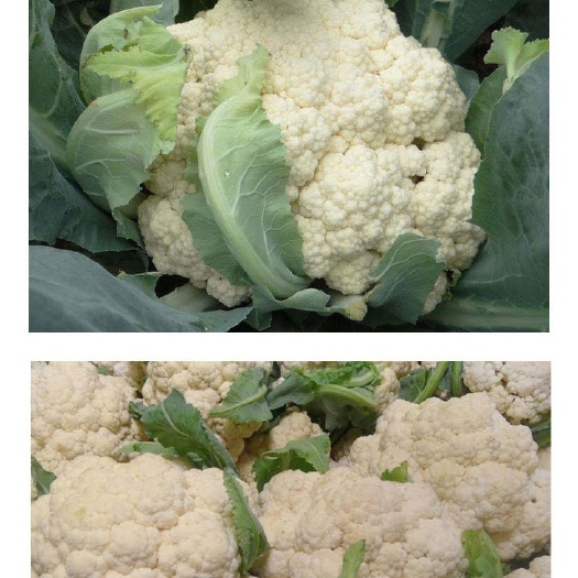凌海市凌海新茬地菜花 无病无害 花白 颗粒饱满 有意客户联系