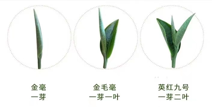 金豪特级茶