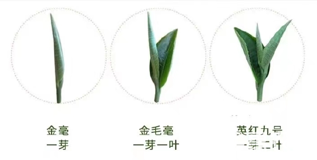 金豪特级茶