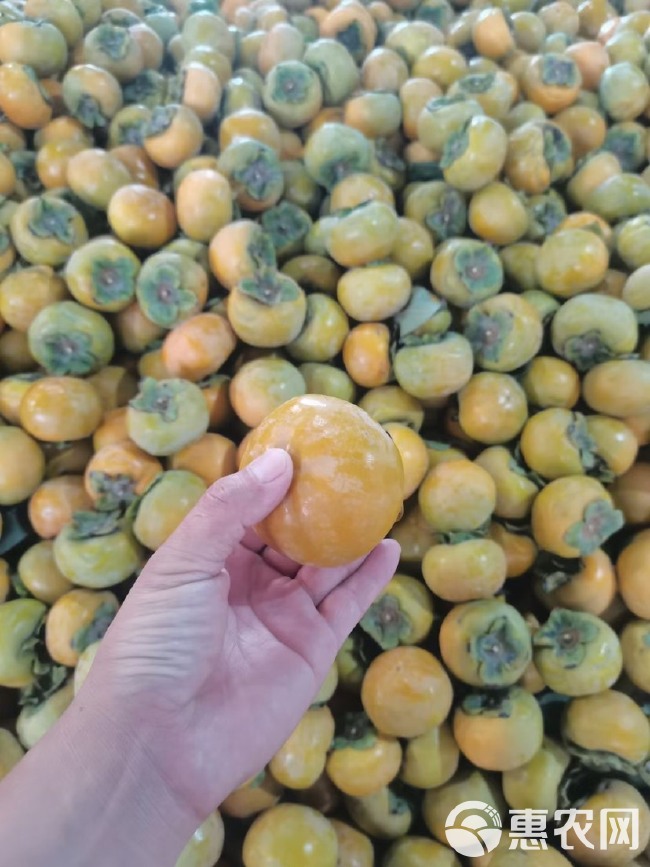 陕西渭南大荔万亩阳丰脆甜柿子大量上市了