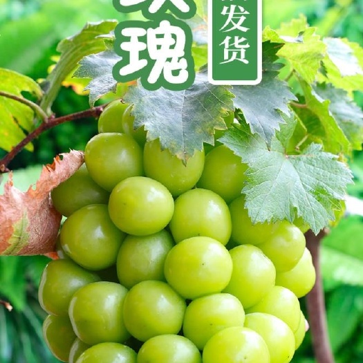 阳光玫瑰葡萄一件代发。顺丰包邮新鲜水果当季无籽，晴王提子