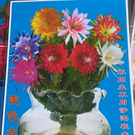 平邑县千手观音  千佛手地摊专用