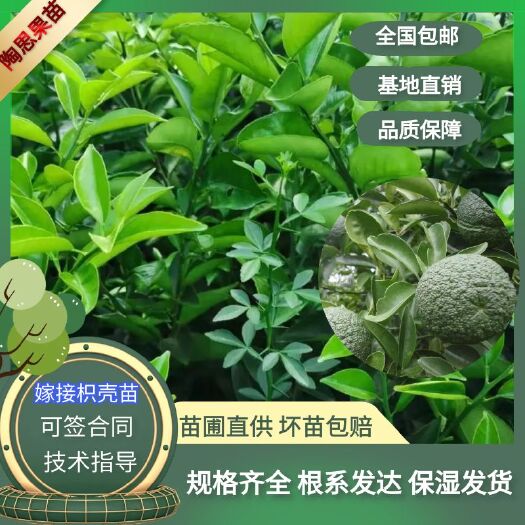 苍溪县嫁接枳壳树苗药材树枳壳嫁接苗