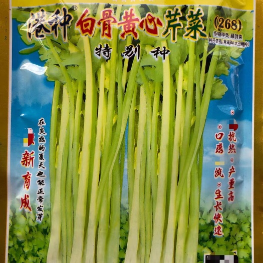 英德市芹菜种子四季播种港种白骨黄心芹菜特别种子大田