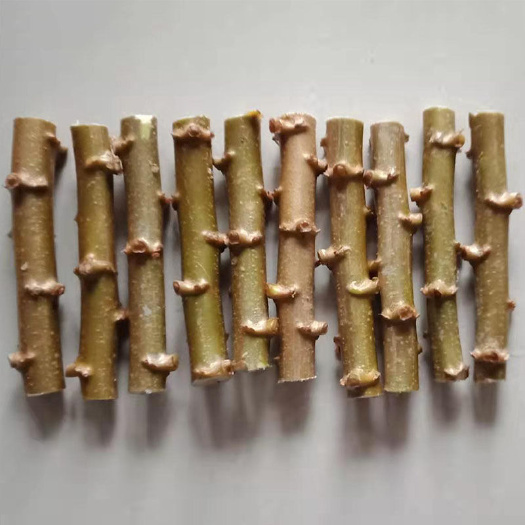 容县广西新鲜面包木薯种子黄肉白肉木薯种苗黄心白心红皮茎杆木薯