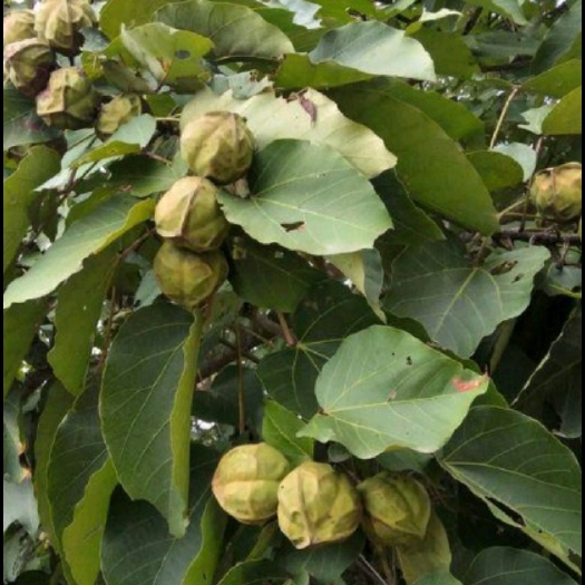 永州油桐子