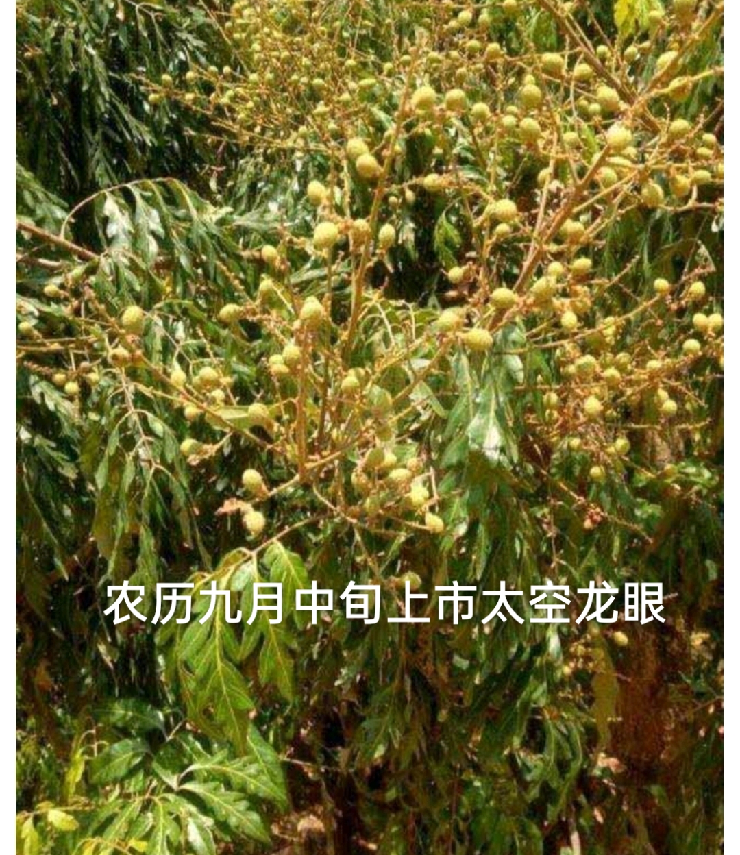 普宁市太空龙眼苗 太空龙眼(无核龙眼)苗