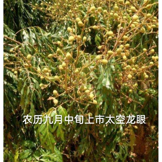 普宁市太空龙眼苗 太空龙眼(无核龙眼)苗